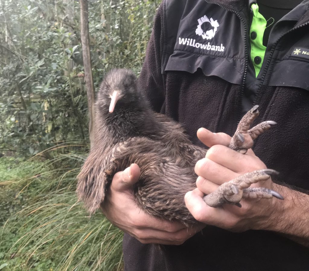 North Island Brown Kiwi, Willowbank Wildlife Reserve New Zealand South Island