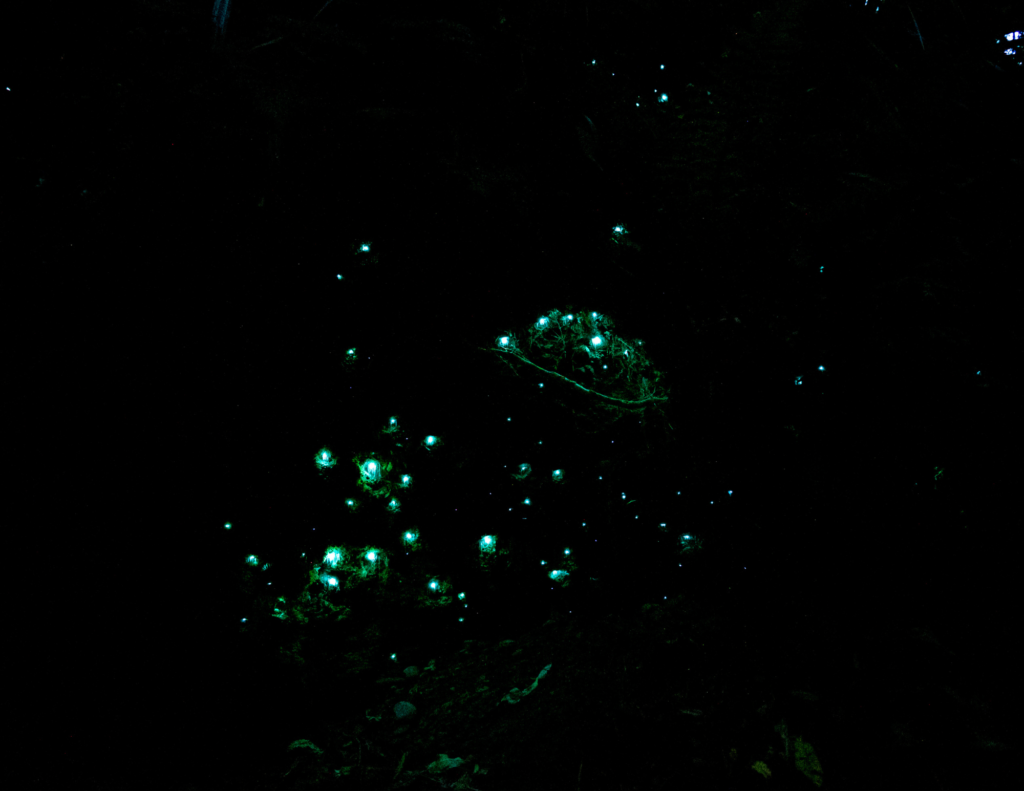 Glow Worms 
New Zealand